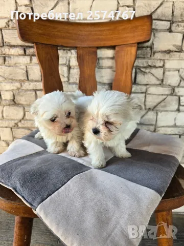 Малтийски болонки , снимка 1