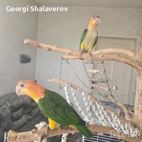 Продавам ръчно хранени бебета кайки, снимка 2 - Папагали - 56447162