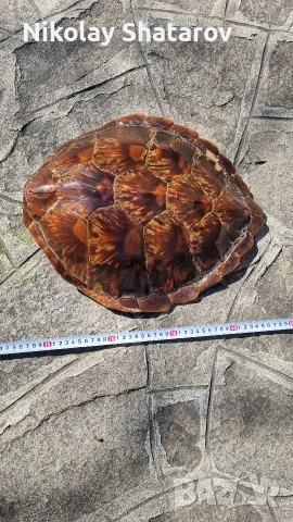 костенурка. трофей.