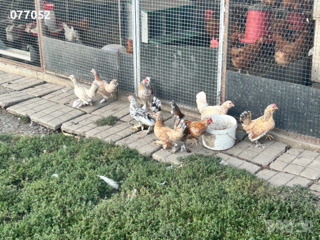 Турски Испенч - декоративни птици триота, снимка 1