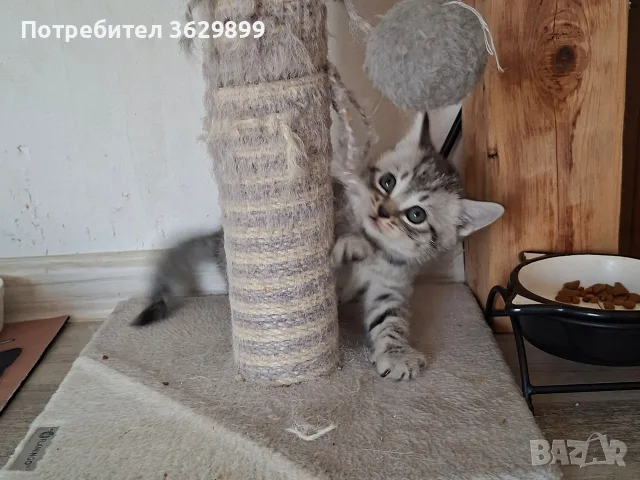 правоухи и клепоухи шотландски котета, снимка 8 - Други - 56275721