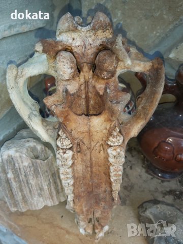 Стар череп от глиган, снимка 4 - Други ценни предмети - 44339783