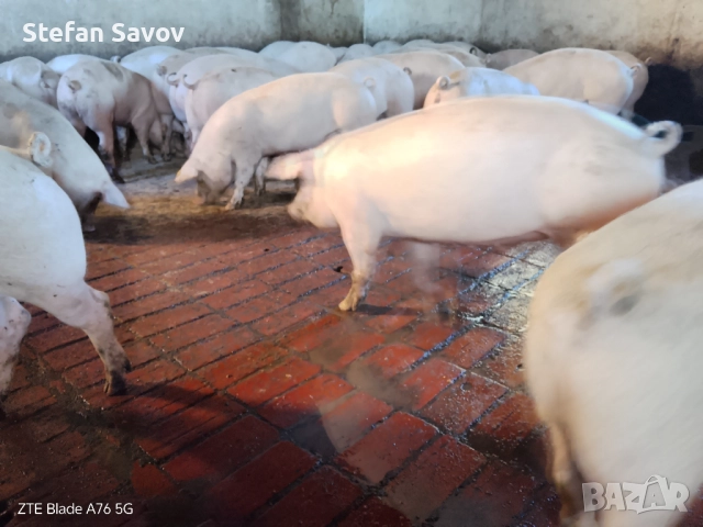 Продавам угоени прасета