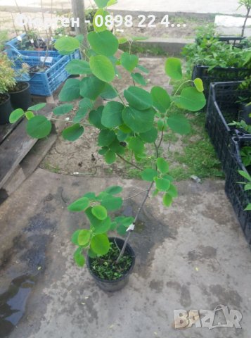 Амеланхиер -Amelanchier, снимка 5 - Градински цветя и растения - 38043932