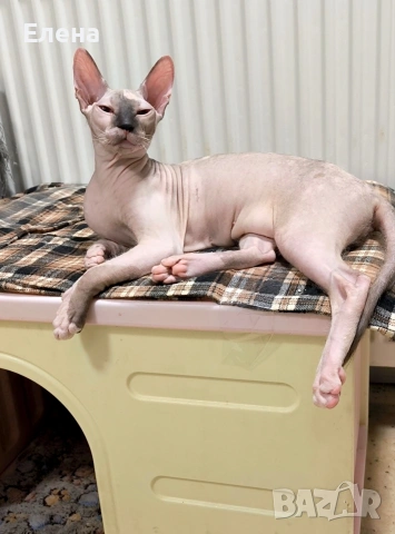 Донски Сфинкс със сине очи с родословие , снимка 4 - Сфинксове - 52226789