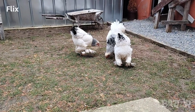 БРАМА 2+1, снимка 4 - Кокошки и пуйки - 53988097