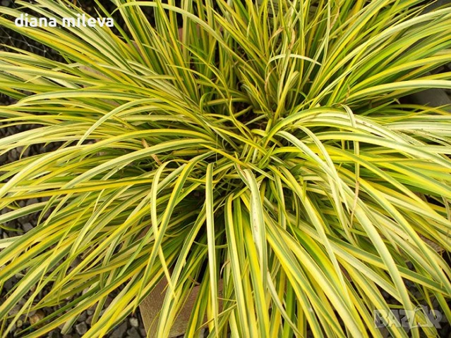 Акорус, Acorus Gramineus Ogon!!!