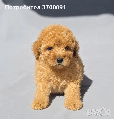 пудел / мини пуделче 