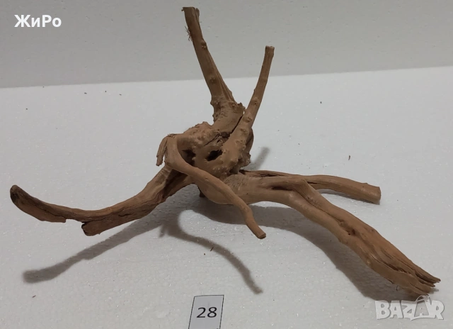 Корен от Азалия /декорация/ 28, снимка 2 - Други - 54093412