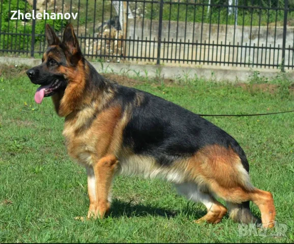 Немска Овчарка от Развъдник ”Von Zhelehanov”, снимка 2 - Немска овчарка - 55965750