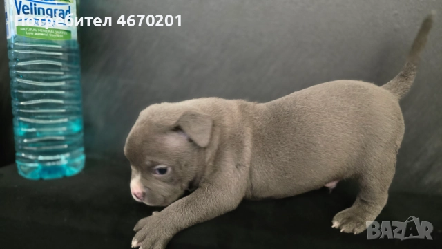 Американско Покет були, снимка 4 - Други - 52671780