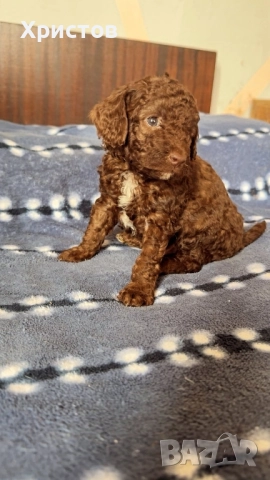 Мини пуделчета той 