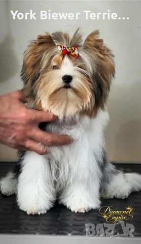 Йоркширски Териер! Страхотна принцеса с родословие за деца и възрастни! 