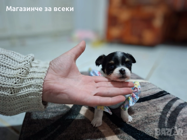 Чихуахуа бебе, снимка 1