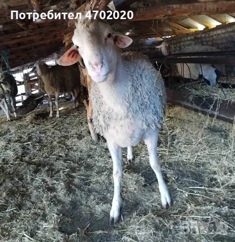 Продавам Шилета и Коч