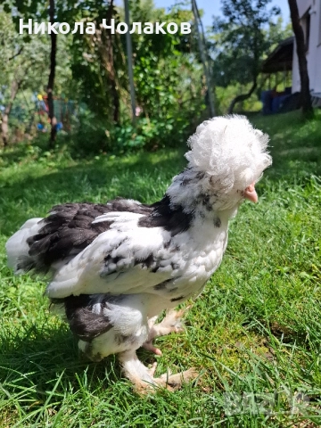 Струмски стандарт пилета, снимка 1