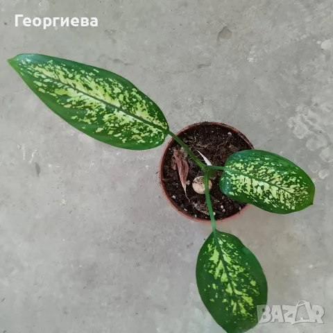 дифенбахия........