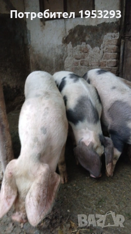 Прасета елитни българска бяла , снимка 6 - Прасета - 52567518