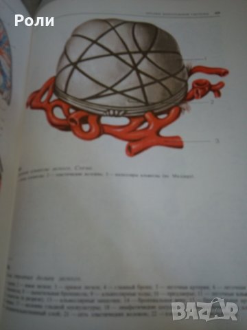 Атлас по ГИСТОЛОГИИ и ЕМБРИОЛОГИИ от И.В.Алмазов, Л.С.Сутулов, снимка 3 - Специализирана литература - 29403540