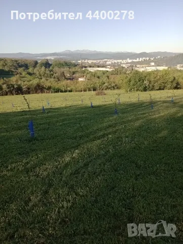 косене на тревни площи , снимка 5 - Градински цветя и растения - 50064535