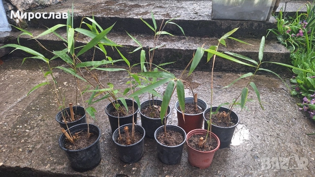 Продавам растения студоустойчив бамбук, снимка 5 - Градински цветя и растения - 54007138