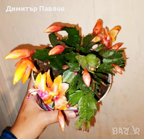 Коледниче/ Шлумбергера ЖЪЛТО,оранжево,бяло,розово,цикламено,червено, снимка 2 - Стайни растения - 31354031