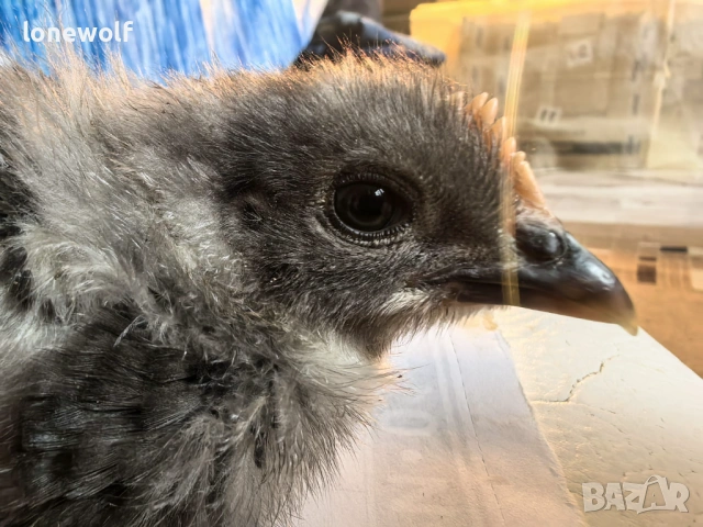 Породисти пилета