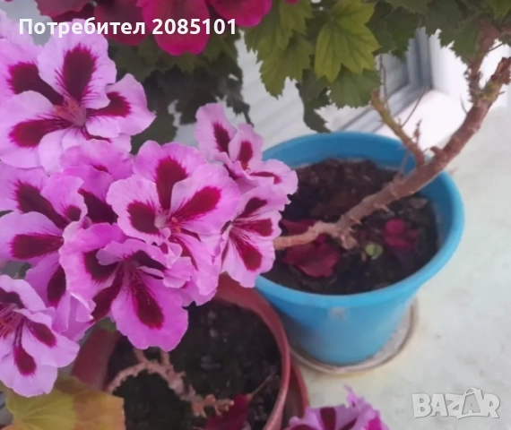 Цветя, снимка 2 - Стайни растения - 52168331