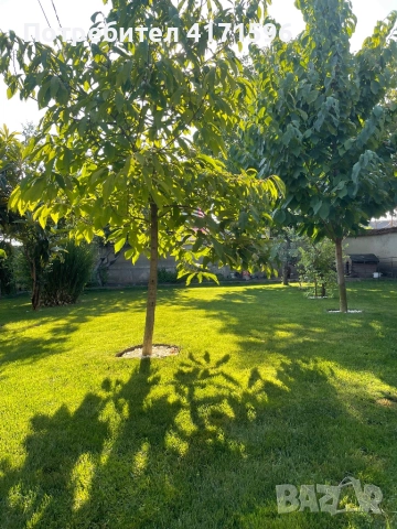 Asimina triloba, American papaw,Индиански банан, снимка 3 - Сортови семена и луковици - 51840478