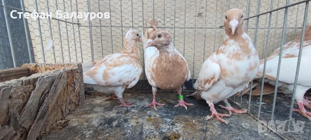 Гълъби 100% Мюлеманс жълти. , снимка 9 - Гълъби - 30275230