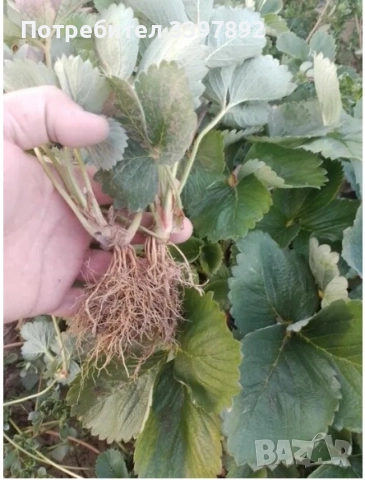 Разсад ягоди сорт Априка и Клери от производител