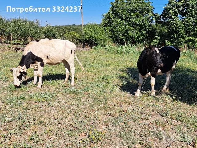 продвам женски телета , снимка 3 - Крави - 55795369