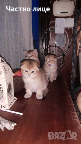 Британец златна чинчила за разплод , снимка 8 - Чинчили - 38819551