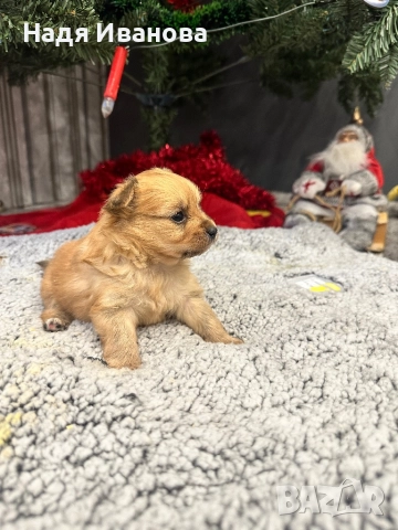 Шпиц, снимка 5 - Померан - 52907341