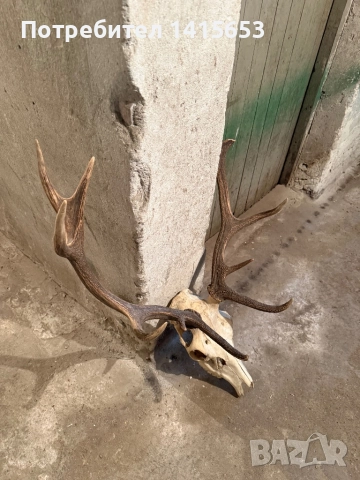 Продавам трофей от слъндак