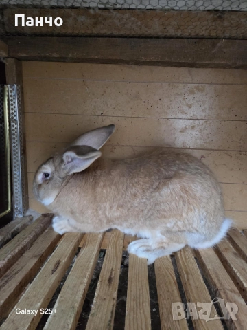 Продавам зайци, снимка 4 - Други - 46921009