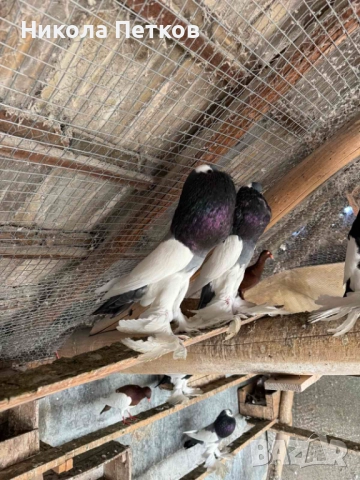 Седлати болани, снимка 9 - Гълъби - 52189433