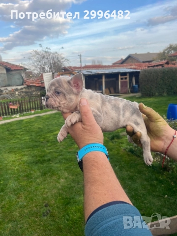 Френски булдог , снимка 9 - Френски булдог - 52567202