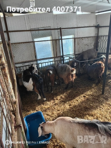 Англонубийски кози и пръч, снимка 2 - Кози - 52928138