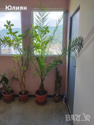 Продавам финикова палма 10 год.