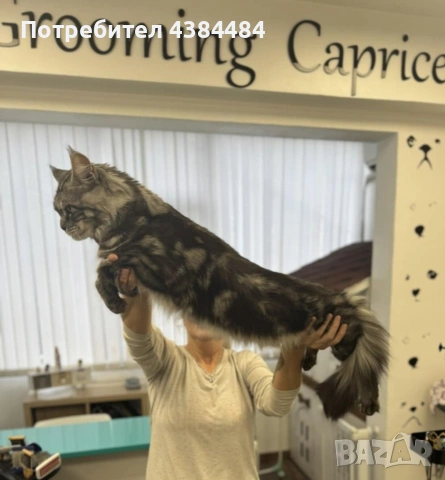 Котенца мейн куун, снимка 8 - Мейн кун - 54137626