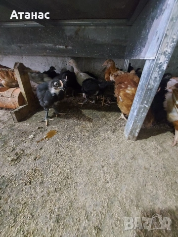 Черен австралорп, кафяв доминант.И смесени снасящи сини и зелени яйца., снимка 4 - други­ - 53830777