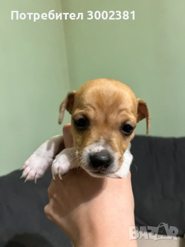 Джак Ръсел териер, снимка 7 - Джак ръсел териер - 52887126