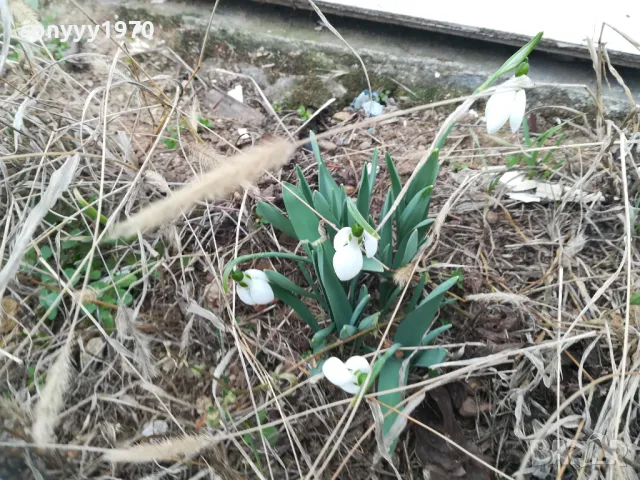 КОКИЧЕТА 2025 В САКСИЯ С ЛУКОВИЦИ 1502251716, снимка 7 - Градински цветя и растения - 49140794
