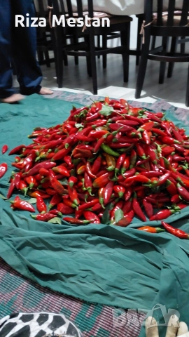 Пукана маринована чушка рибка-домашно!, снимка 10 - Други стоки за дома - 52591701