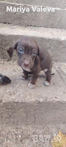 Кученца Курцхар 