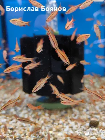 Барбус Титея / Чери барб / Вишнев барбус