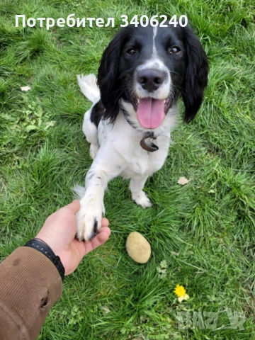 Хотел за кучета София, снимка 2 - Други - 54147022