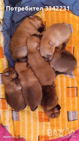 ПОМЕРАН ЗА РАЗПЛОД , снимка 7 - Търси партньор - 51894638