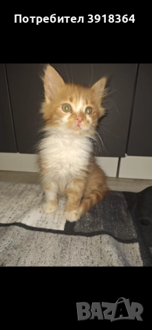 Малки пухкави котета